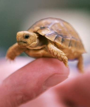 Tortoise Vs Turtle Pet